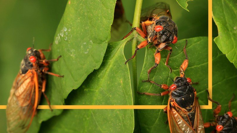 The sound of cicadas, for many, is the sound of summer. Some, the aptly named annual cicadas, emerge every year.