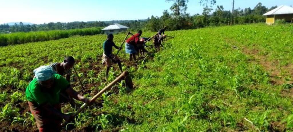 In Kenya where the majority of farmers are women, they regularly help each other when there is a lot of work. Here in Apuoyo village, female farmers are weeding a maize and beans field, September 2025.
