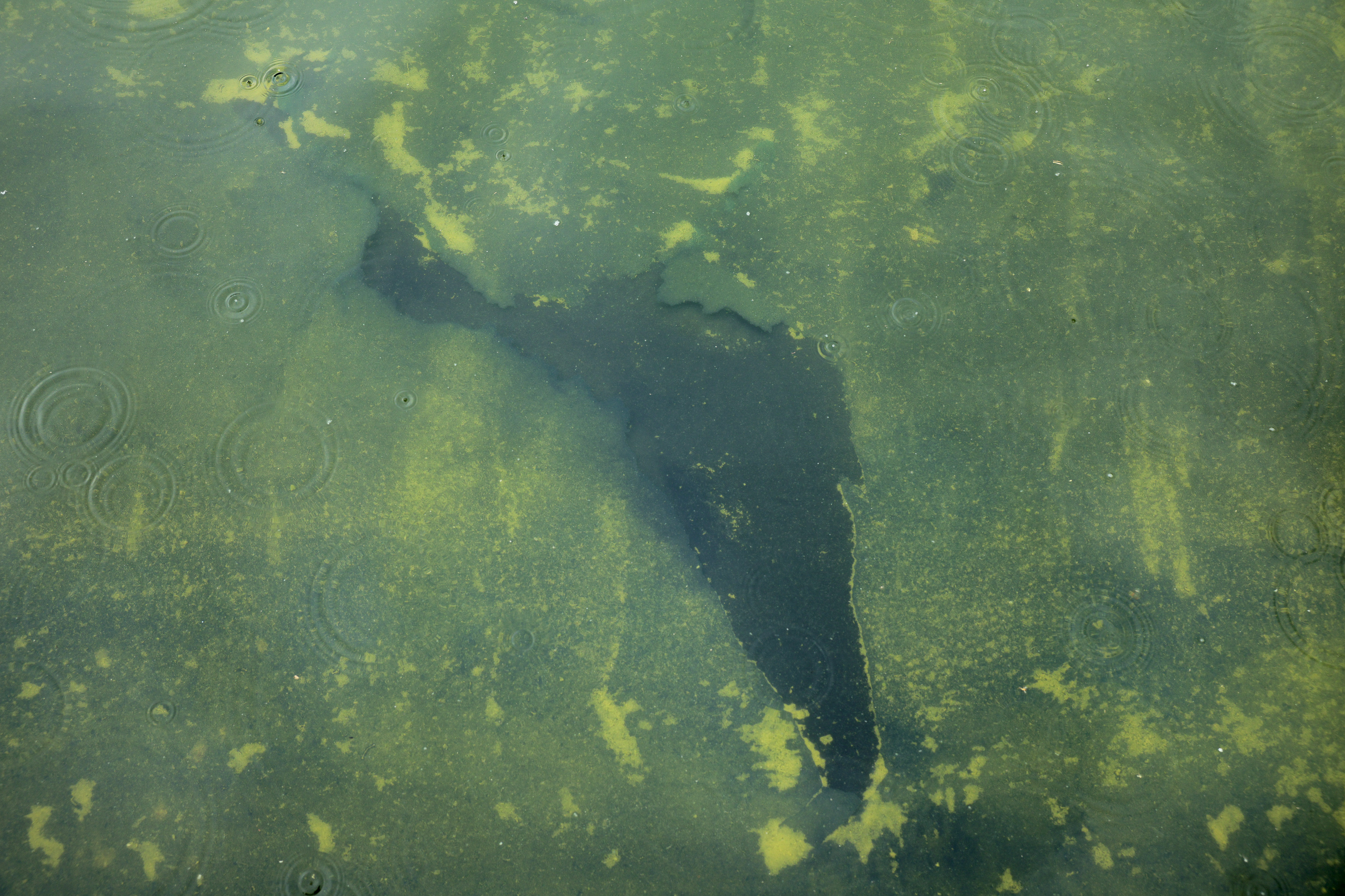 WASHINGTON, DC - JUNE 18: Seen through algae-laden green water, a tear in the recently applied sealant can be seen on the bottom of the Lincoln Memorial Reflecting Pool on June 18, 2026 in Washington, DC. The National Park Service is working to control and remove an algae bloom that has turned the pool green following the Trump Administration's recent $16 million repair, resealing and painting project. (Photo by Chip Somodevilla/Getty Images)